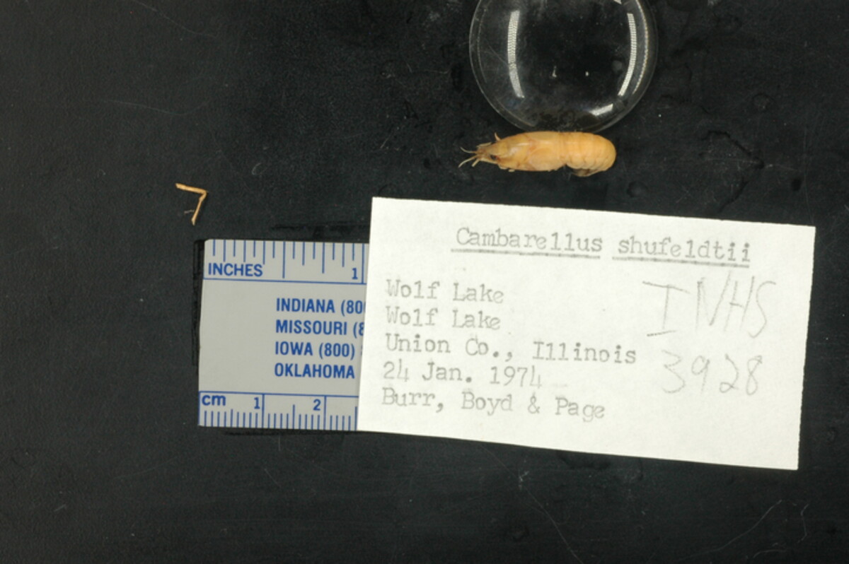 Cambarellus shufeldtii image